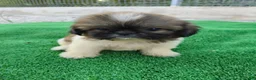 Shih Tzu perros en venta: shih tzu - Anuncio 5