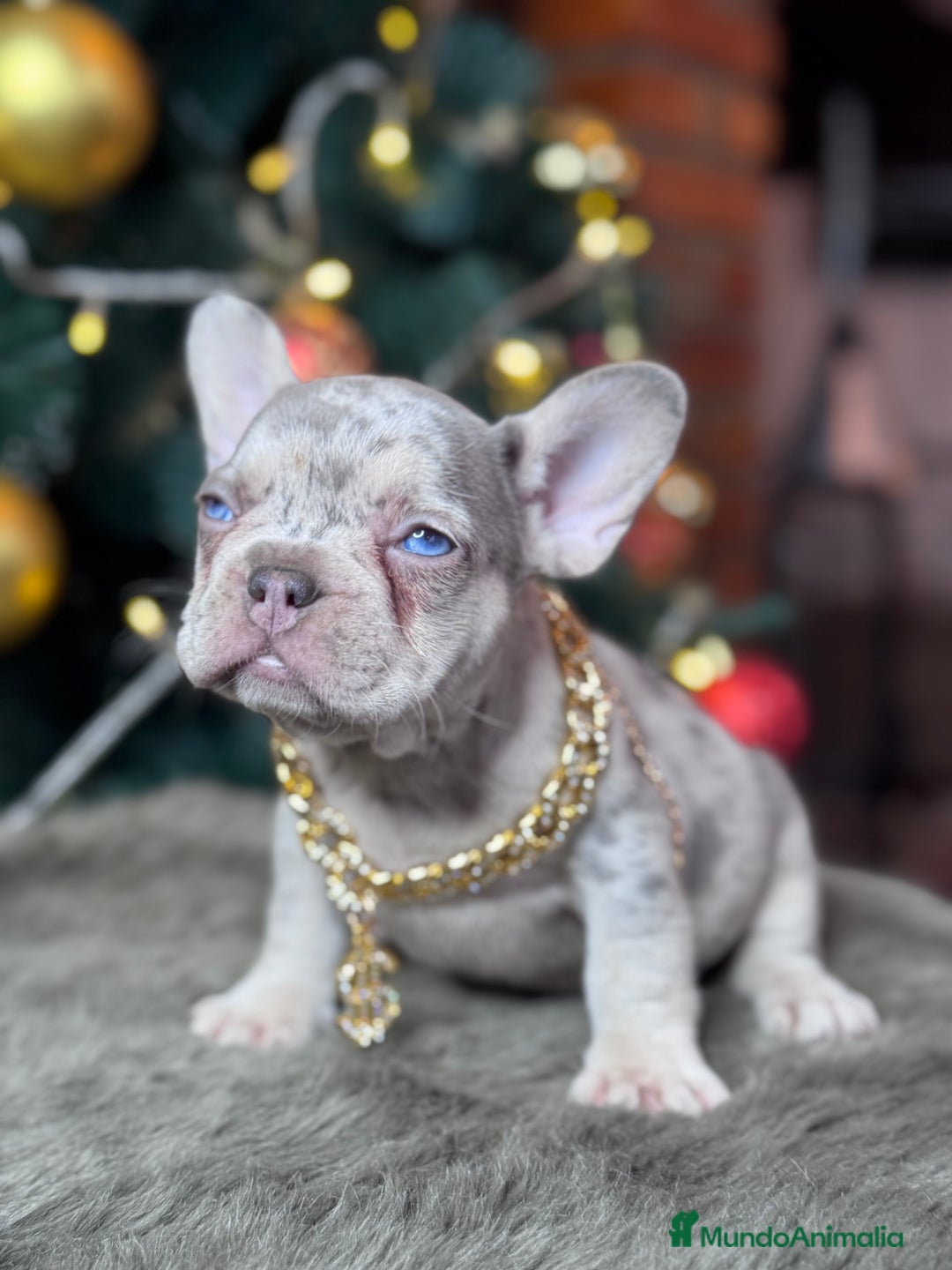 Bulldog Francés perros en venta: FRENCHIES // PASIÓN Y DEDICACIÓN  - Anuncio 5