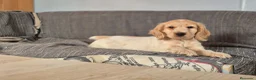 Cocker Spaniel Inglés perros en venta: Cachorros Cocker Spaniel Inglés Ruano Naranjas - Anuncio 1