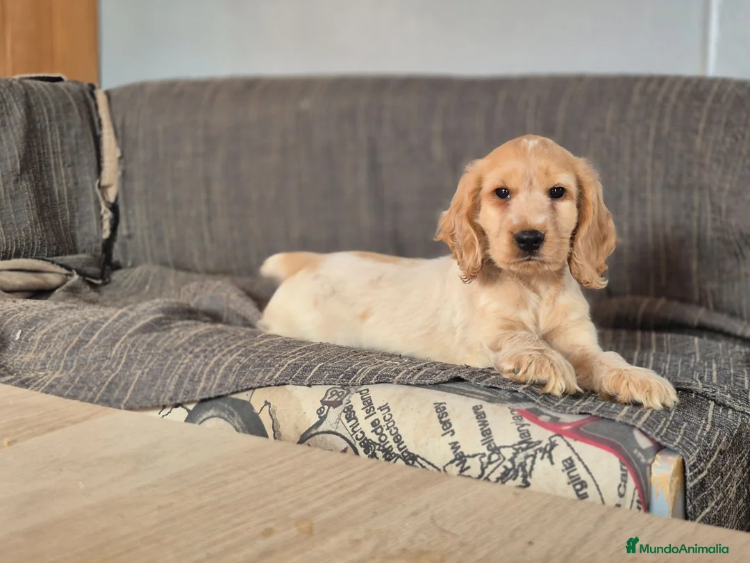 Cocker Spaniel Inglés perros en venta: Cachorros Cocker Spaniel Inglés Ruano Naranjas - Anuncio 1