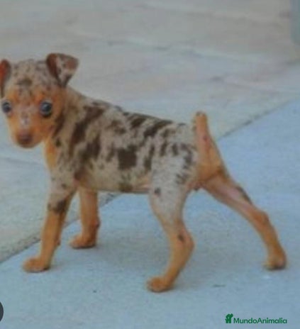 Pinscher Miniatura perros en Badajoz - Anuncio 17