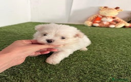 Bichón Maltés perros en venta: Bichón toy - Imagen 1