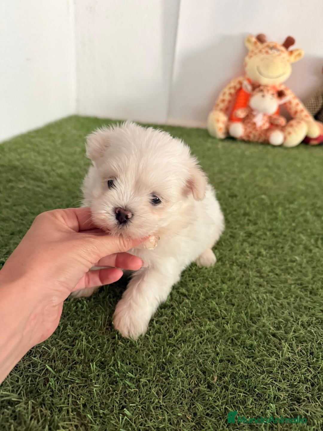 Bichón Maltés perros en venta: Bichón toy - Imagen 1