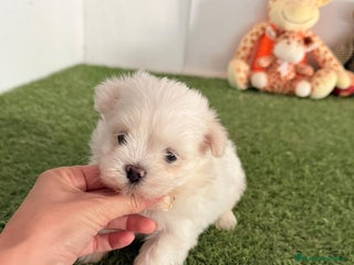 Bichón Maltés perros - Anuncio 19