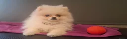 Pomerania perros en venta: POMERANIA - Anuncio 5