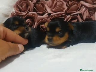 Yorkshire Terrier perros Ccahorros raza Yorkshire en Granada - Anuncio 31