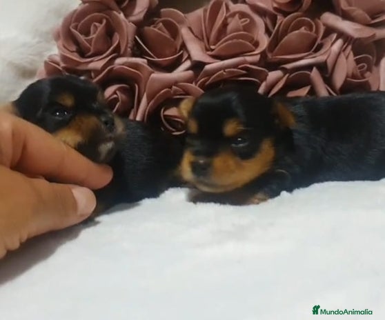 Yorkshire Terrier perros en Granada - Anuncio 5