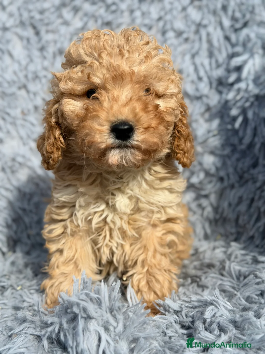 Maltipoo perros en venta: Maltipoo F1B toy - Anuncio 5