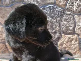 Labrador Retriever perros Hembra de labrador retriever - Anuncio 2