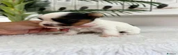 Yorkshire Terrier perros en venta: YORKSHIRE BIEWER HEMBRAS - Anuncio 14