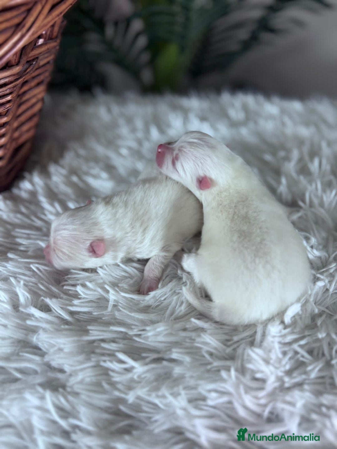 Pomerania perros en venta: POMERANIA - Anuncio 8