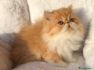 Persa gatos GATITA PERSA BICOLOR BLANCA Y NARANJA - Anuncio 16