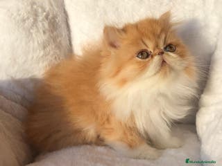 Persa gatos GATITA PERSA BICOLOR BLANCA Y NARANJA - Anuncio 2