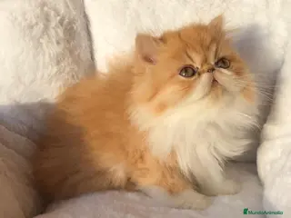 Persa gatos GATITA PERSA BICOLOR BLANCA Y NARANJA - Anuncio 8