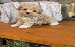 Maltipoo perros en venta: Maltipoo toy hembra!! Para diciembre  - Imagen 3