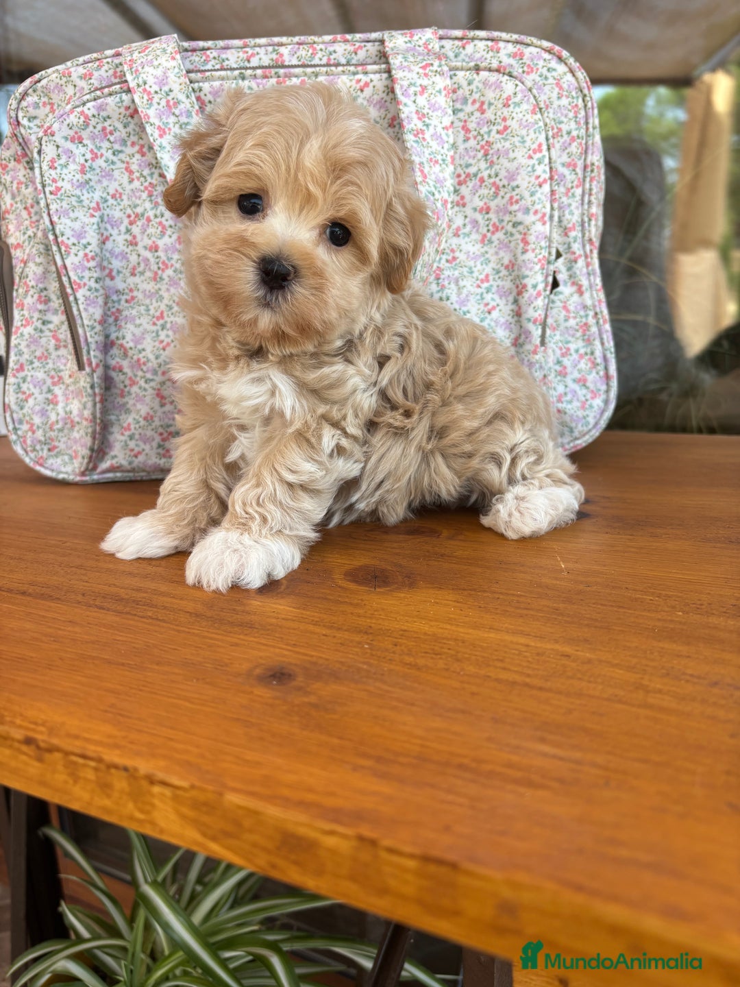 Maltipoo perros en venta: Maltipoo toy hembra!! Para diciembre  - Imagen 3