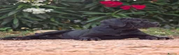 Cane Corso perros en venta: La hembra negra de Cane Corso  - Anuncio 5