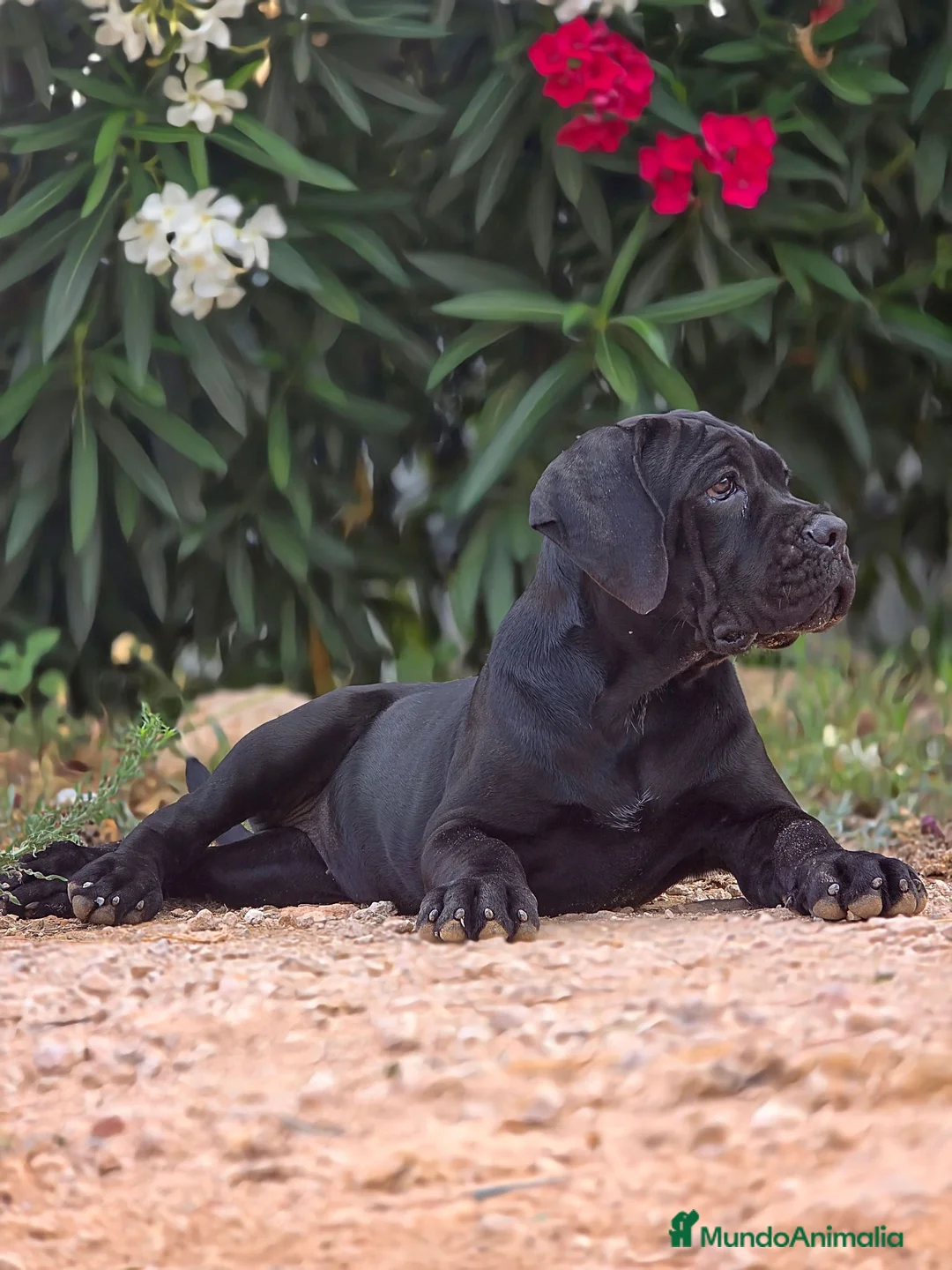 Cane Corso perros en venta: La hembra negra de Cane Corso  - Anuncio 5