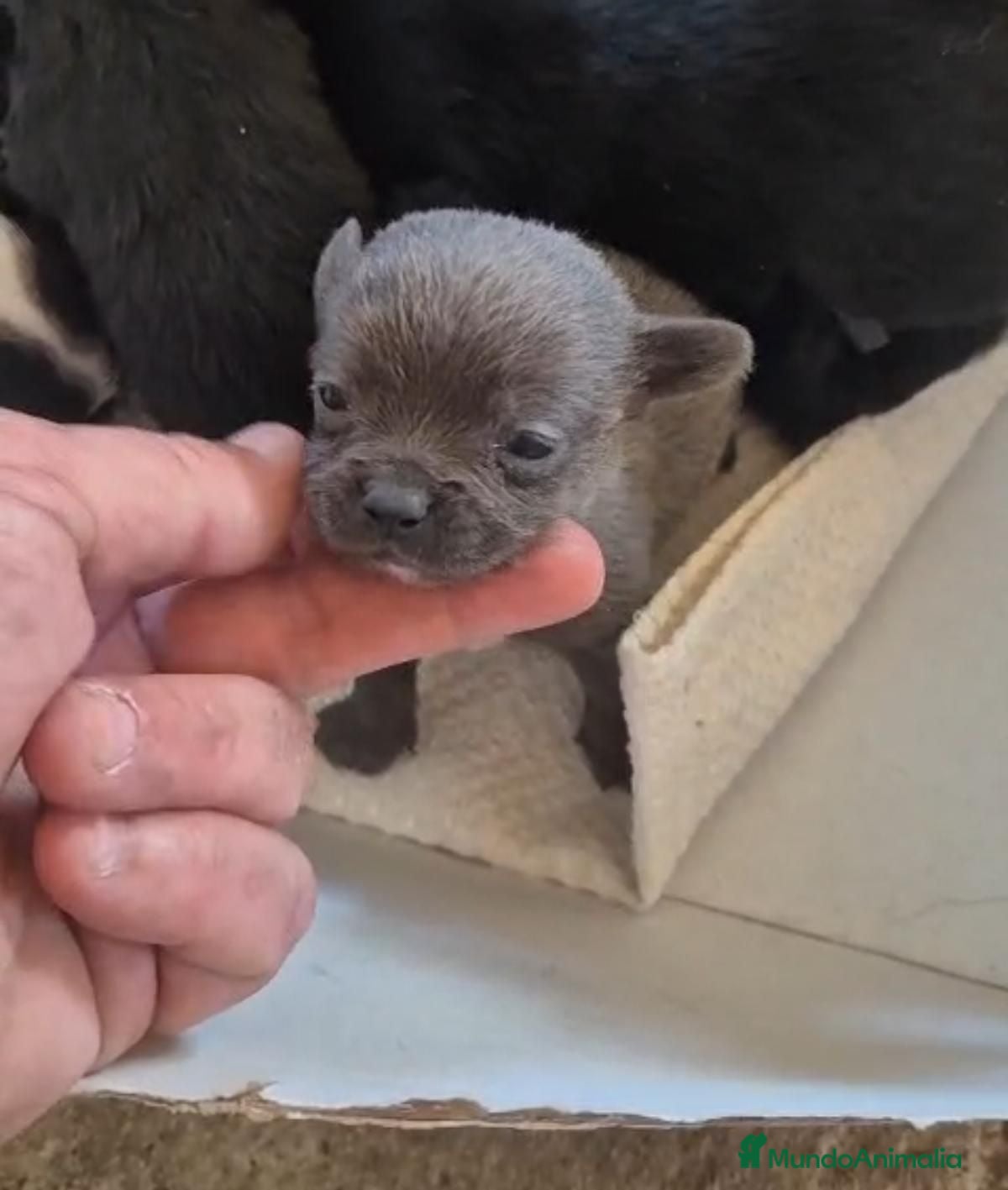 Chihuahua perros Chihuahua - Anuncio 1