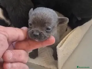 Chihuahua perros Chihuahua - Anuncio 1