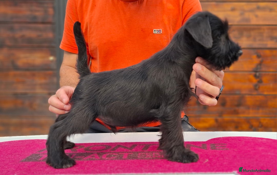 Schnauzer Miniatura perros en venta: SCHNAUZER MINIATURA - Imagen 3