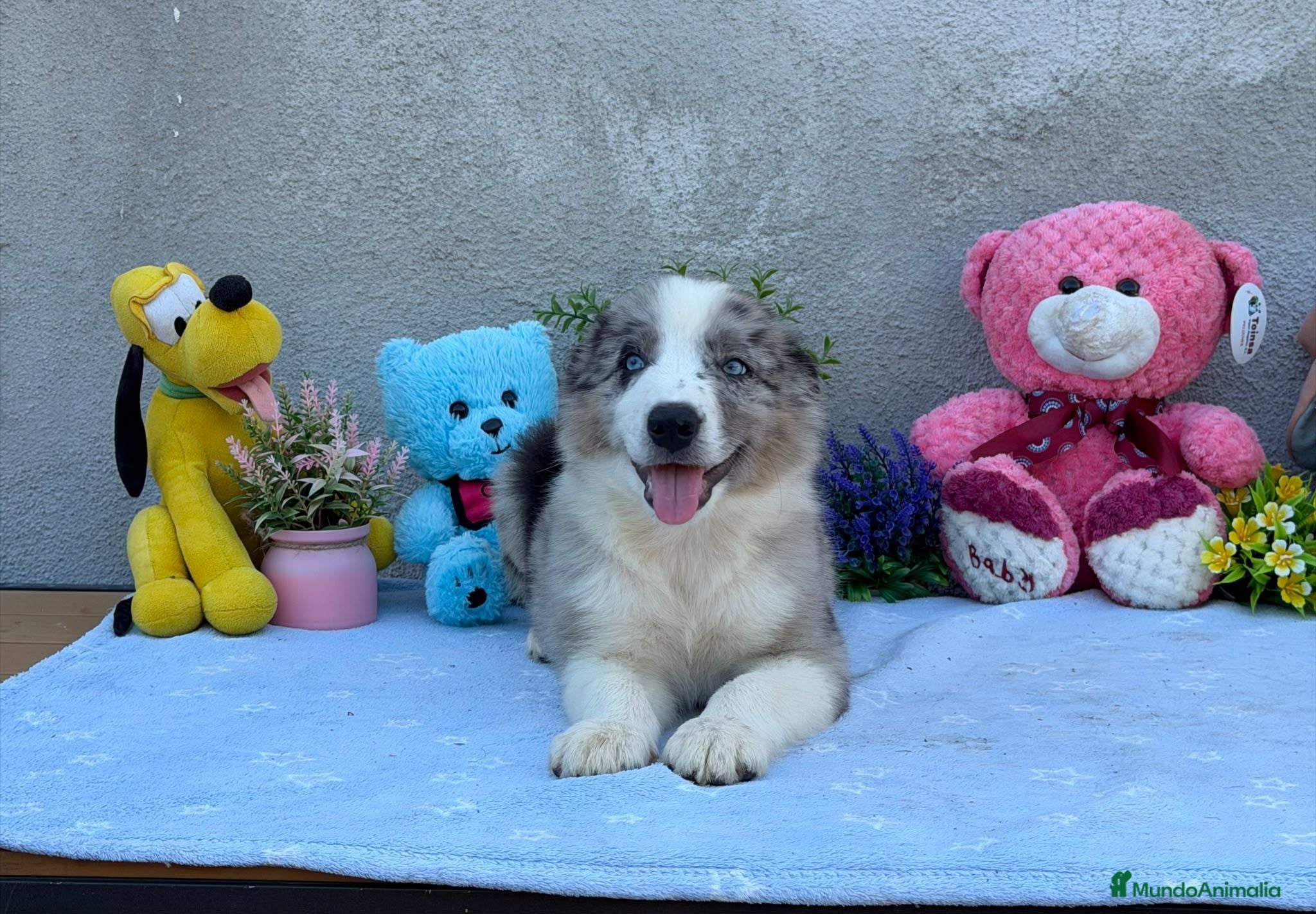 Border Collie perros Border collie merle machos - Anuncio 1