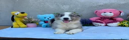 Border Collie perros en venta: Border collie merle machos - Anuncio 1