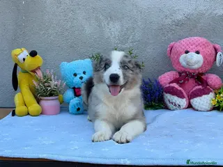 Border Collie perros Border collie merle machos - Anuncio 1