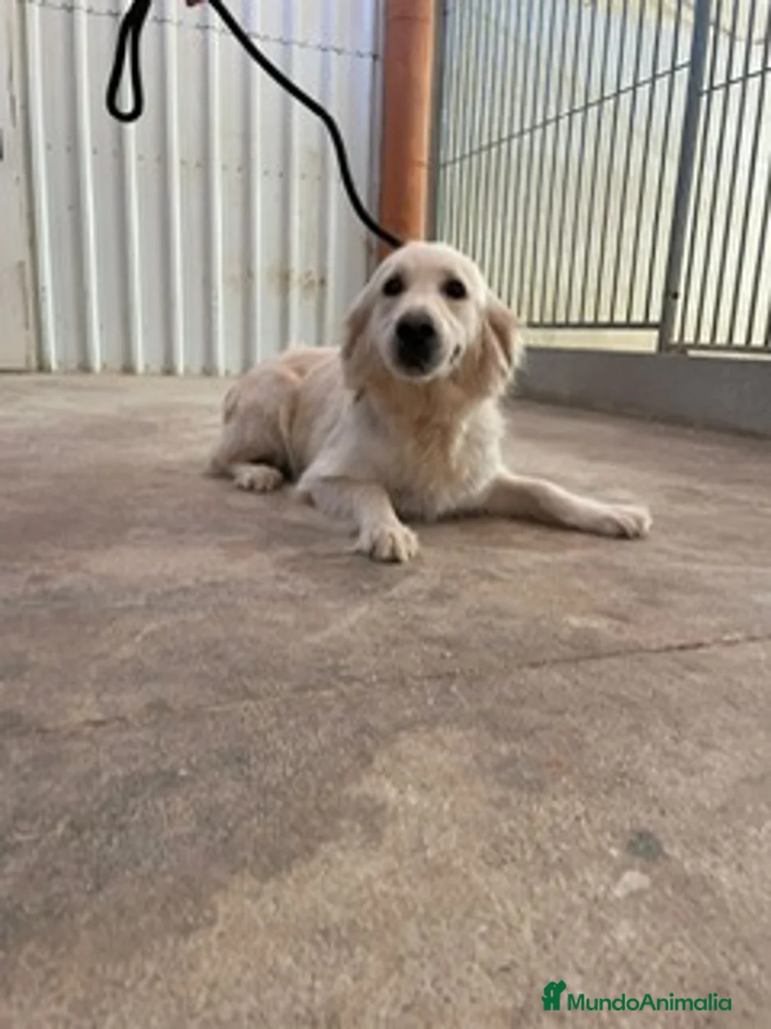 Golden Retriever perros en venta: GOLDEN en Barcelona - Anuncio 3