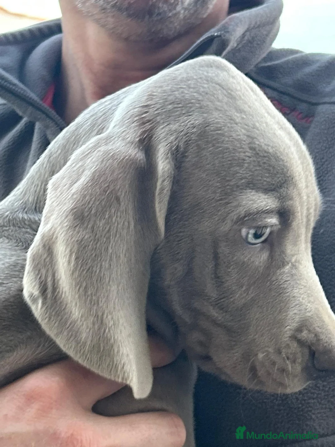 Weimaraner perros en venta: BRACO DE WEIMAR - Anuncio 2
