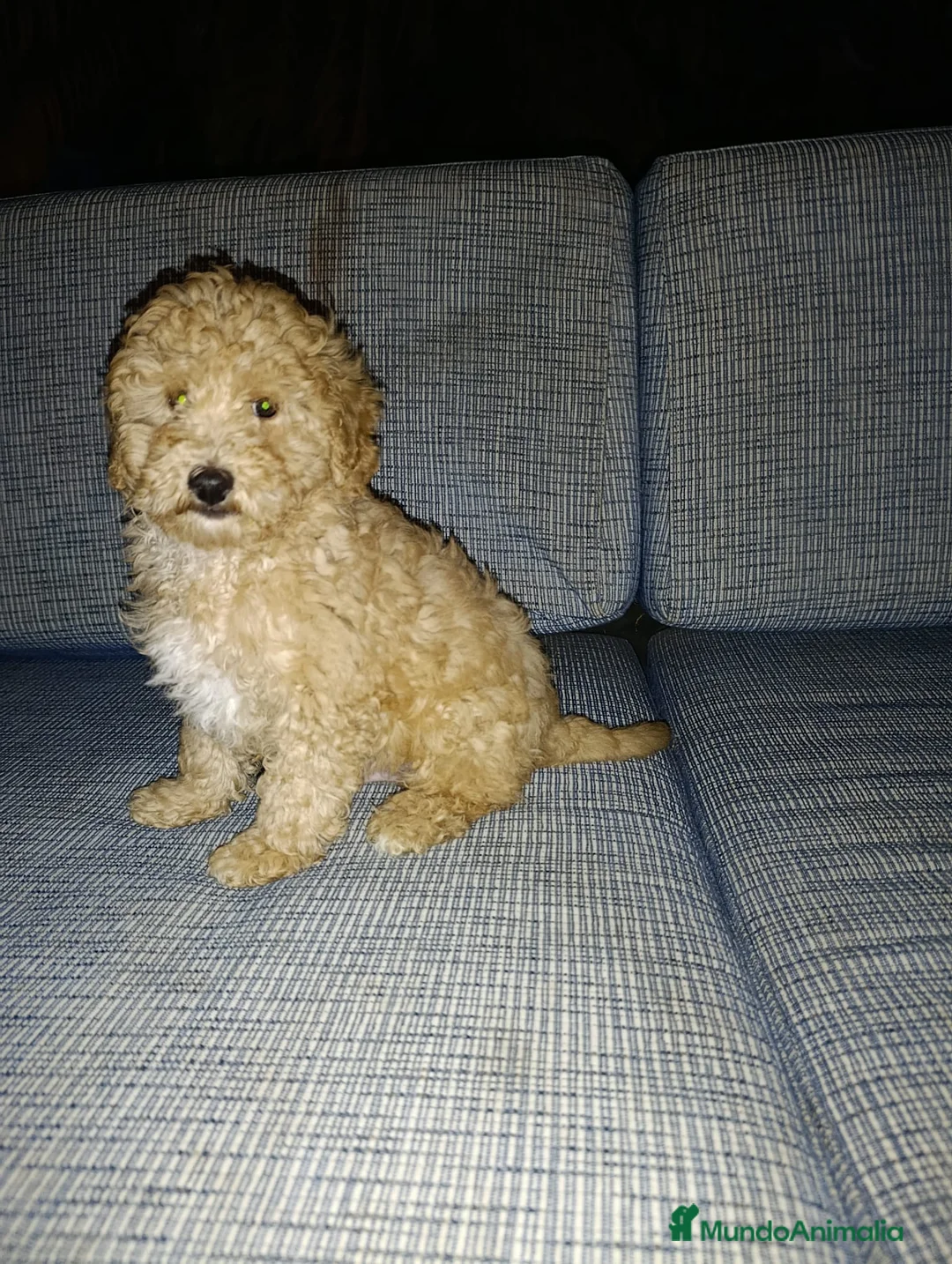 Raza Mixta perros en venta: CANICHE - Anuncio 3