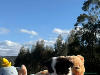 Border Collie perros Border collie hembras y machos - Anuncio 2