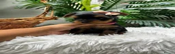 Yorkshire Terrier perros en venta: YORKSHIRE TERRIER HEMBRAS - Anuncio 26