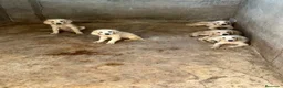 Golden Retriever perros en venta: GOLDEN RETRIEVERT (PRECIO REAL) - Anuncio 3