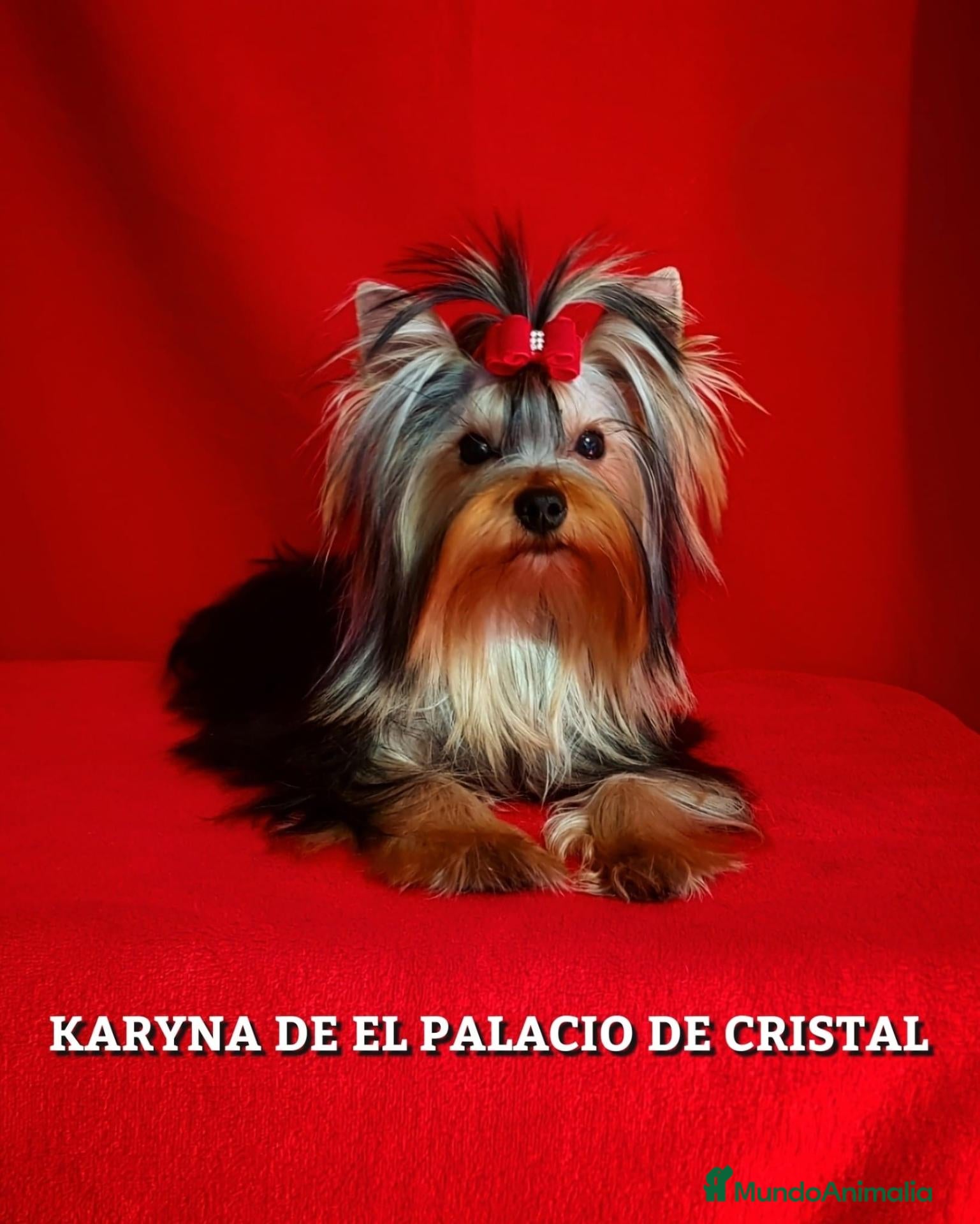 Yorkshire Terrier perros  YORKSHIRE TERRIER MINI  - Anuncio 1