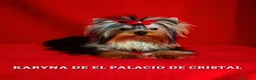 Yorkshire Terrier perros en venta:  YORKSHIRE TERRIER MINI  - Anuncio 1