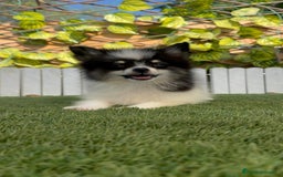 Pomerania perros en venta: POMERANIA MACHO ENVIOS A TODA ESPAÑA - Imagen 6