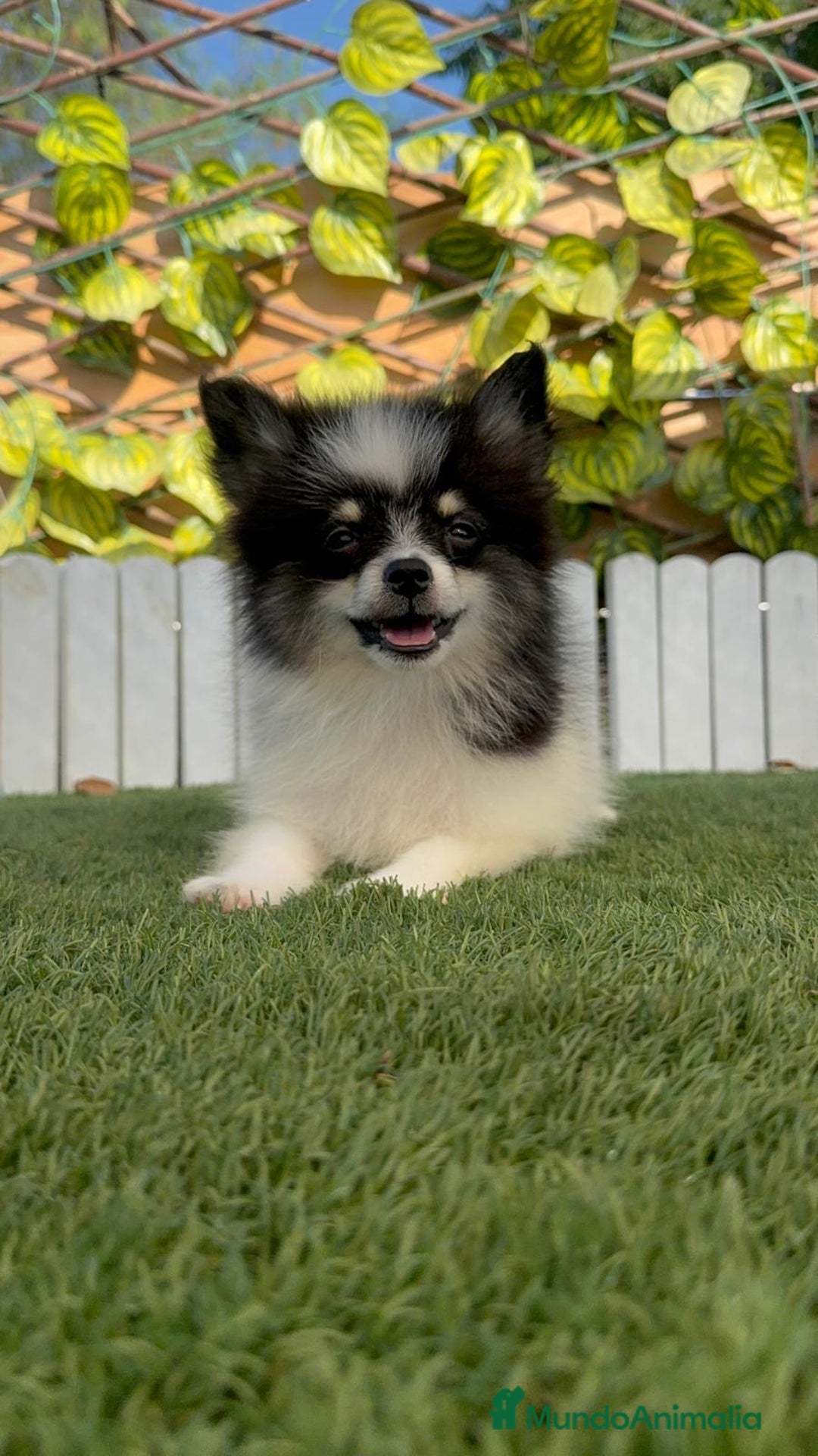 Pomerania perros en venta: POMERANIA MACHO ENVIOS A TODA ESPAÑA - Imagen 6
