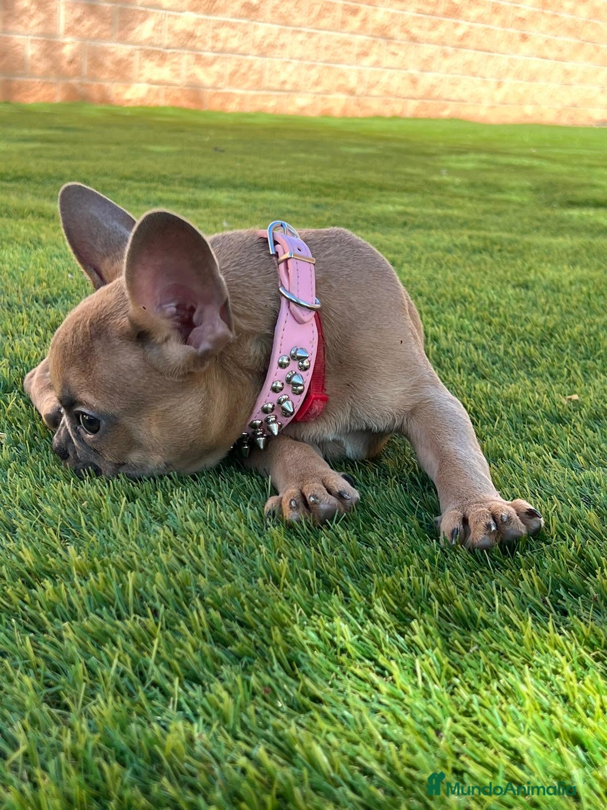 Bulldog Francés perros BULLDOG FRANCÉS /// LÍNEAS DE BELLEZA  - Anuncio 2