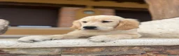 Golden Retriever perros en venta: Golden retriever  - Anuncio 4