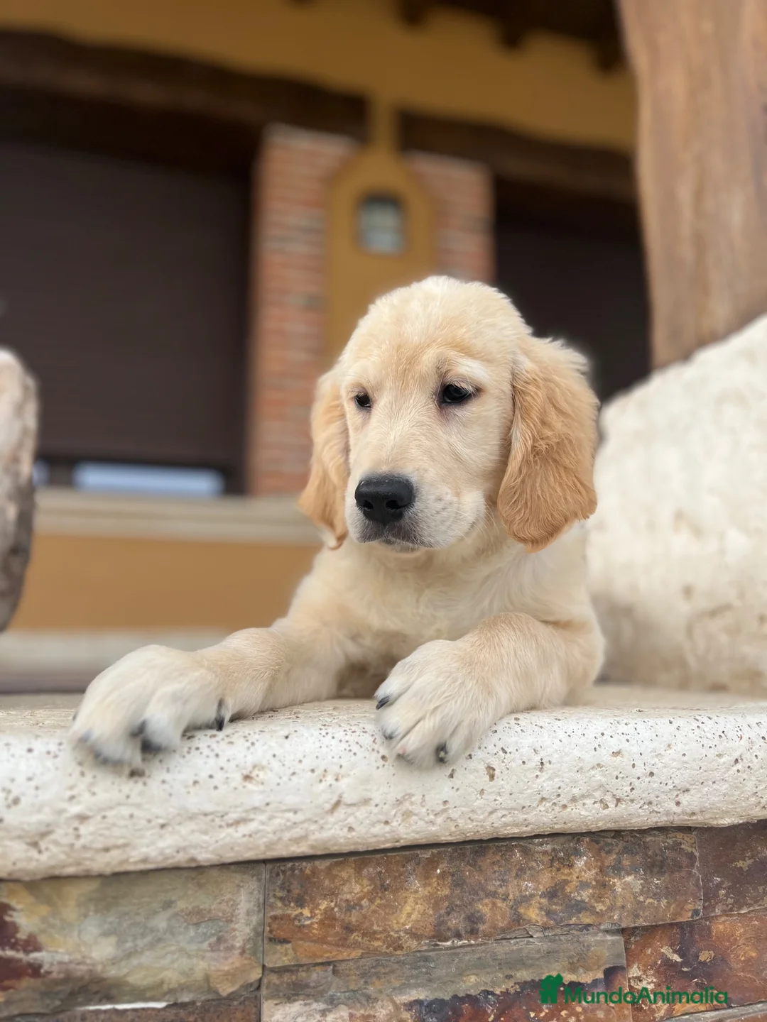Golden Retriever perros en venta: Golden retriever  - Anuncio 4