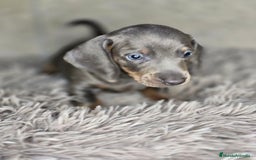 Teckel Miniatura perros en venta: Teckel blue  - Imagen 1