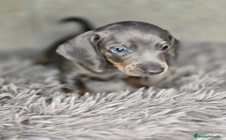 Teckel Miniatura perros - Anuncio 1