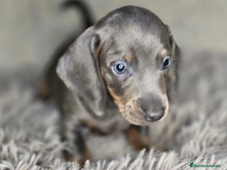 Teckel Miniatura perros - Anuncio 1