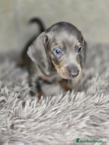 Teckel Miniatura perros - Anuncio 1