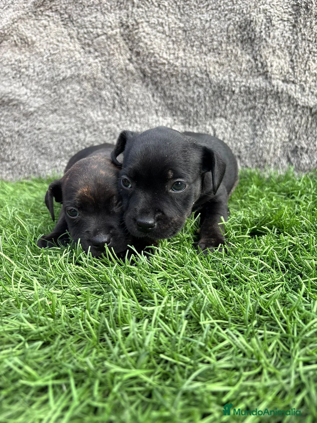 Staffordshire Bull Terrier perros en venta: Cachorro macho de Staffordshire Bull Terrier - Anuncio 19