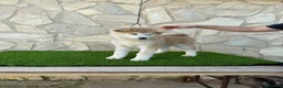 Akita Inu perros en venta: AKITA INU Japonés  - Anuncio 1