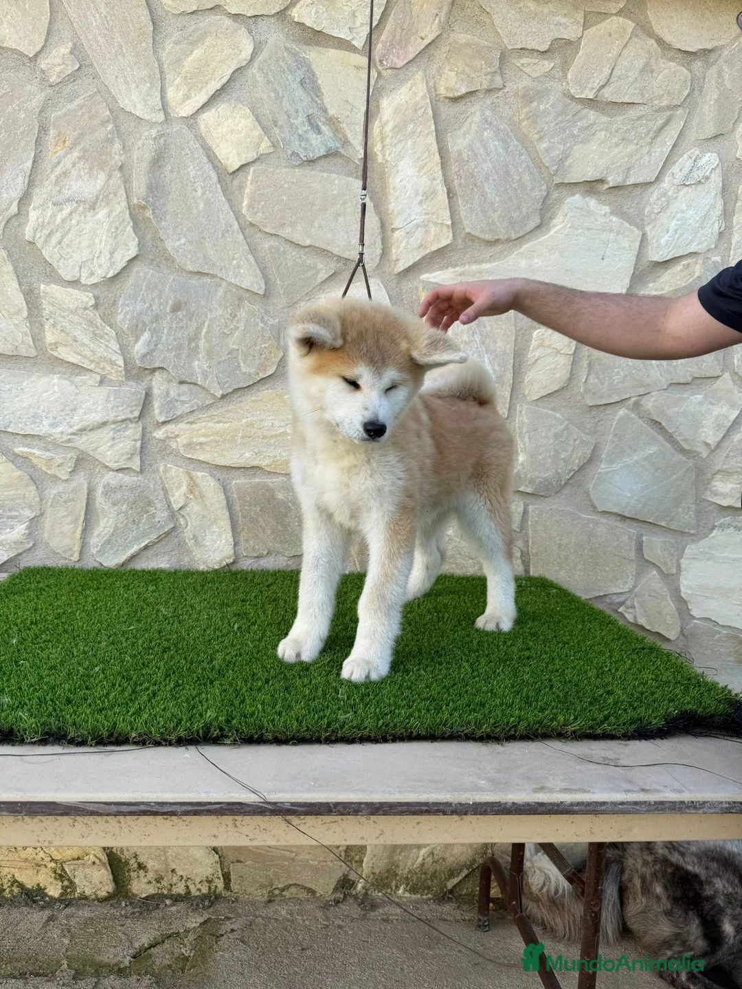 Akita Inu perros en venta: AKITA INU Japonés  - Anuncio 1