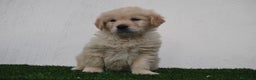 Golden Retriever perros en venta: Cachorros de Golden R en Madrid - Anuncio 4
