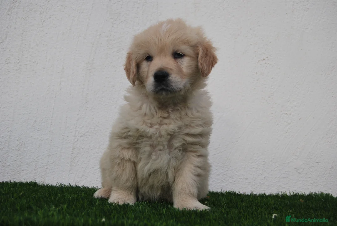 Golden Retriever perros en venta: Cachorros de Golden R en Madrid - Anuncio 4